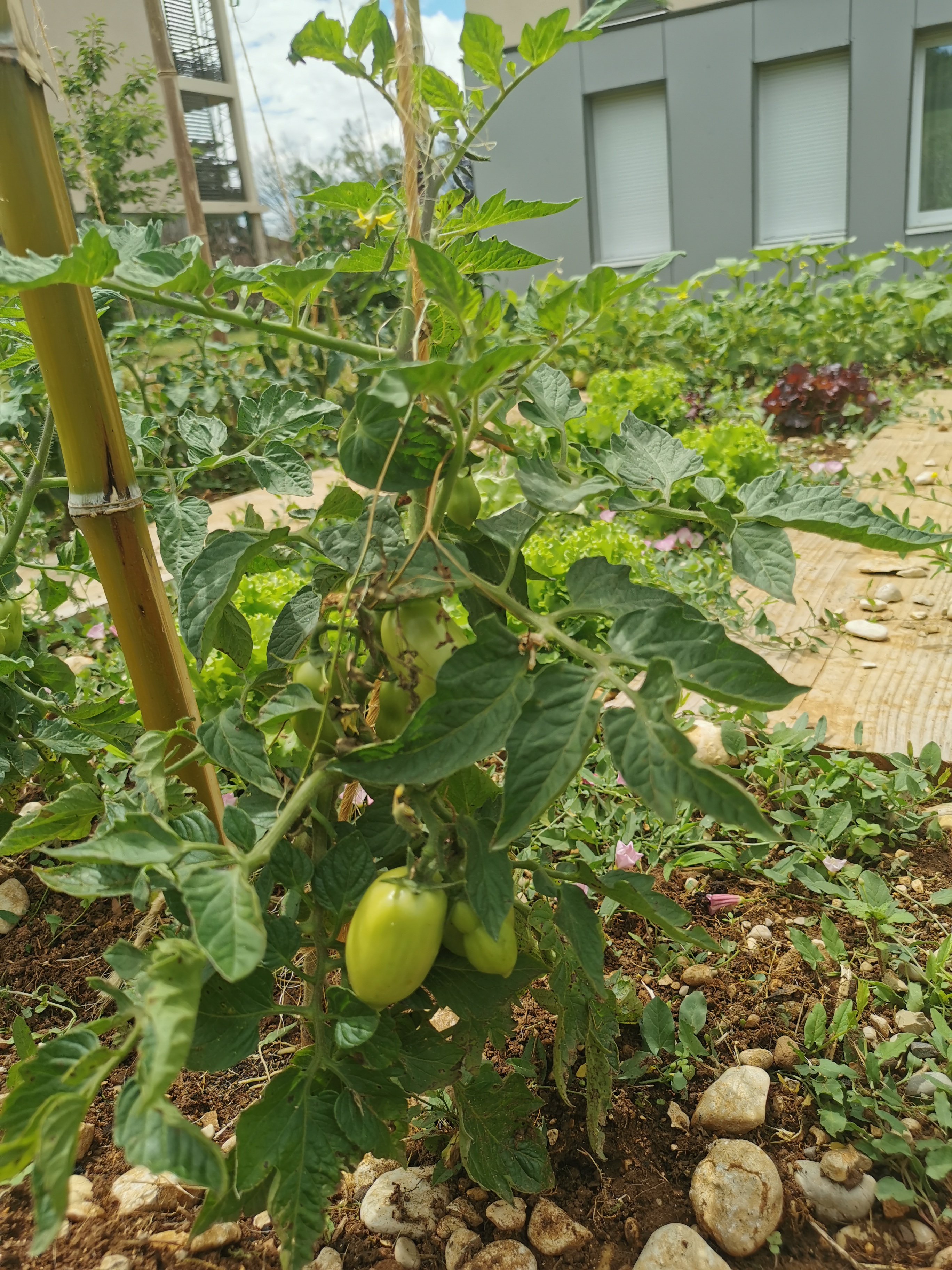 Plan de tomates du jardin partagé