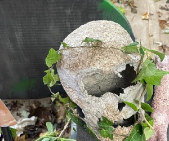 Un crâne entouré de lierre, posé devant le cimetière factice fabriqué pour l'occasion